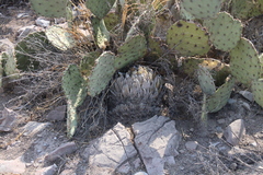 Agave victoriae-reginae swobodae