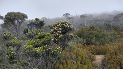 Ozothamnus ledifolius