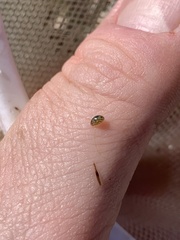 Chlamydotheca arcuata