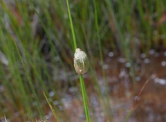 Stethaspis suturalis