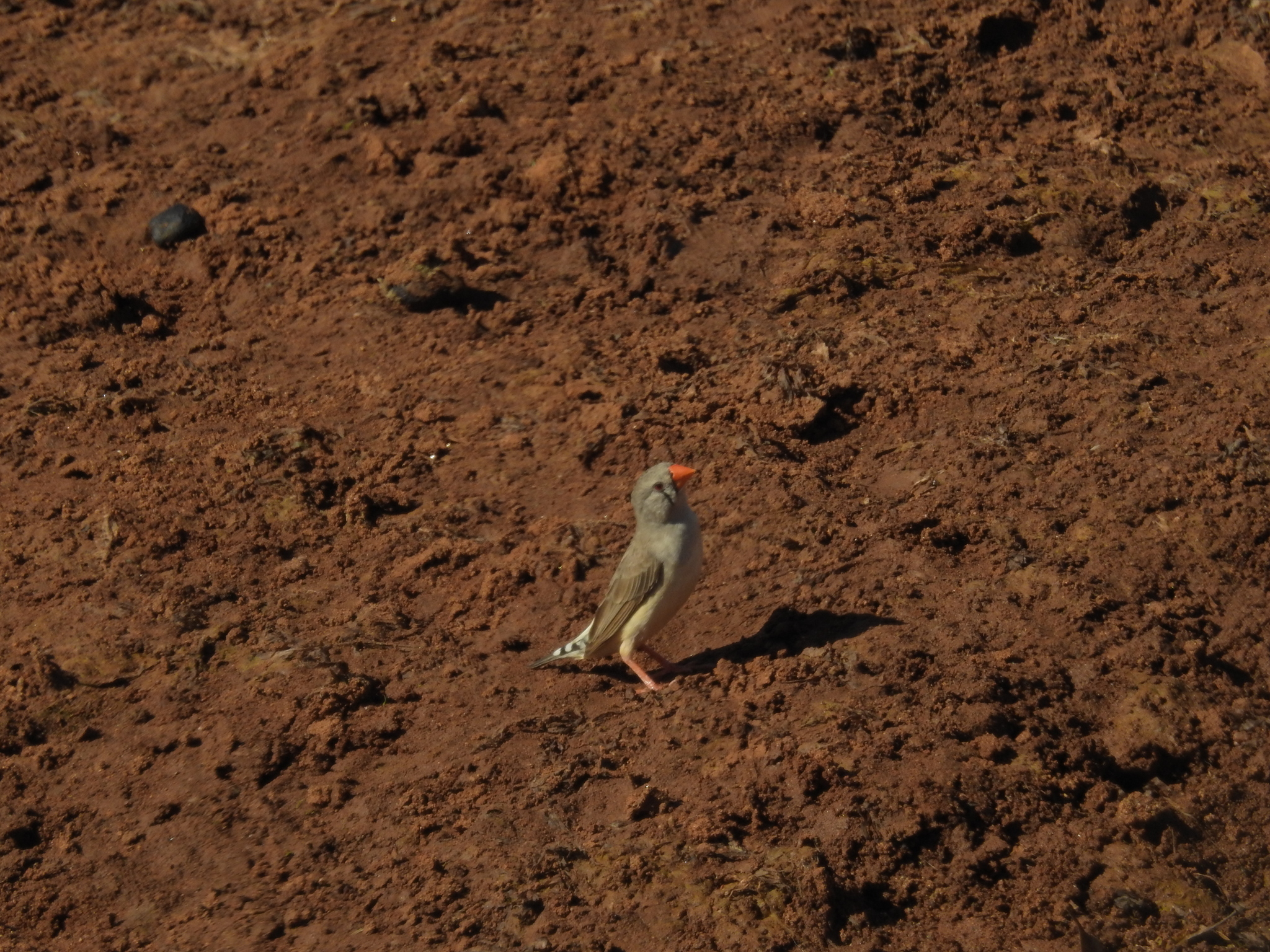 Zebra Finch