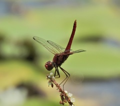Urothemis aliena