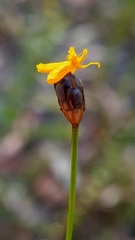 Xyris bracteata