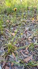Xyris bracteata
