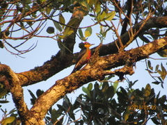 Melanerpes flavifrons