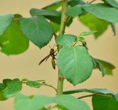 Polistes myersi