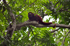 Alouatta arctoidea