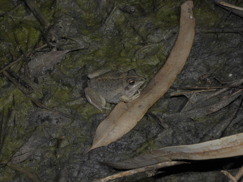 Knife-footed Frog, Cyclorana cultripes