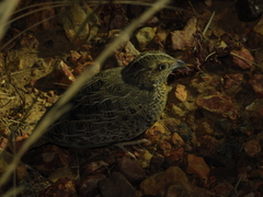 Turnix pyrrhothorax