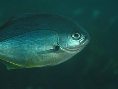 Scorpis violacea