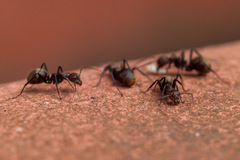 Dolichoderus quadridenticulatus