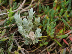 Atriplex watsonii