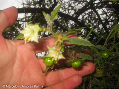 Jaltomata viridiflora
