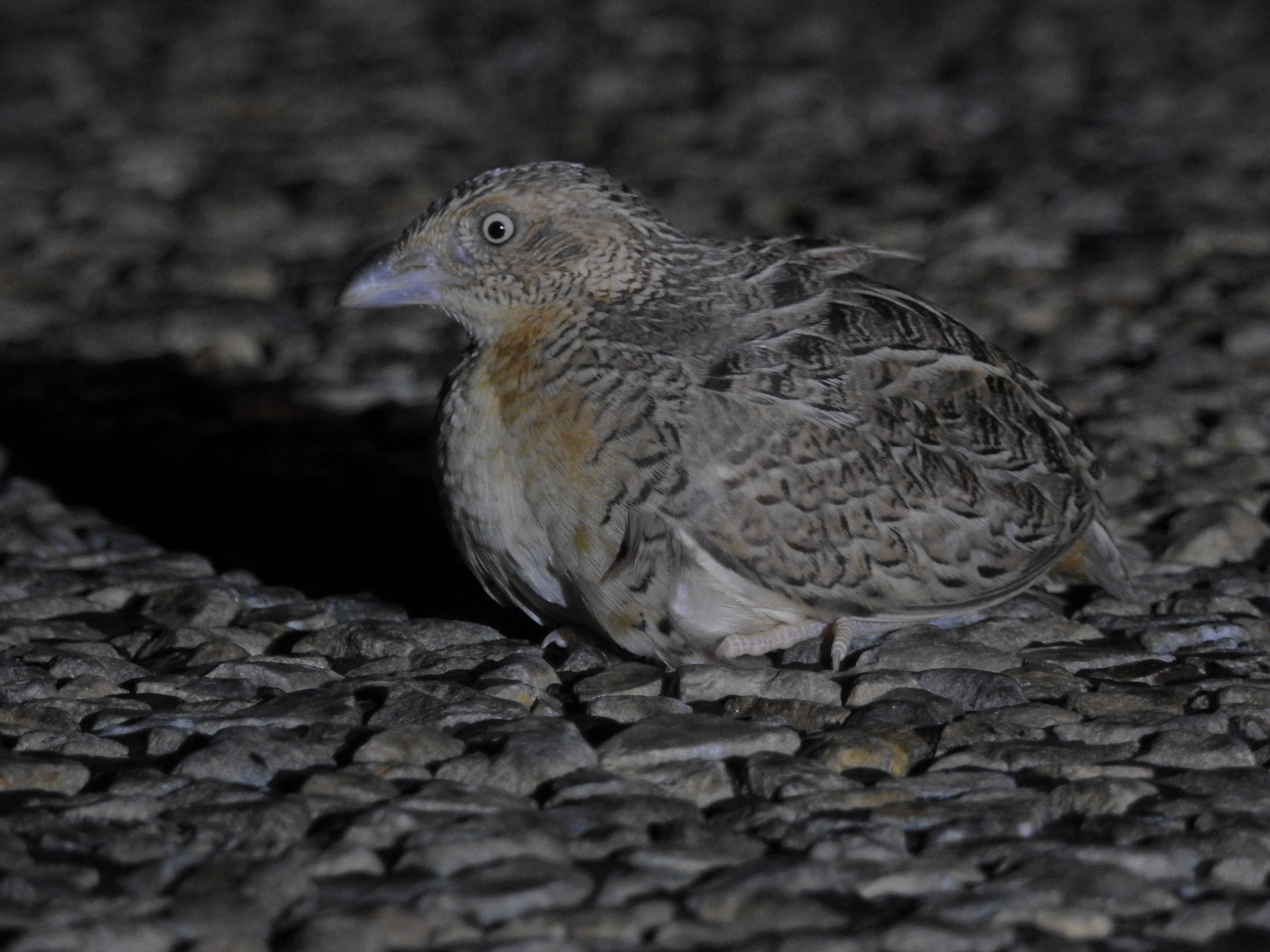 Red-chested Buttonquail illustration