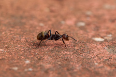 Dolichoderus quadridenticulatus