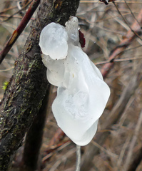 Tremella mesenterella