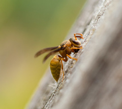 Parachartergus colobopterus