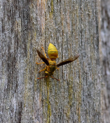 Parachartergus colobopterus