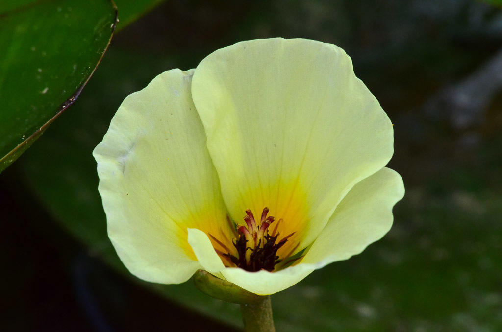 Water Poppy
