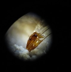 Acmopolynema