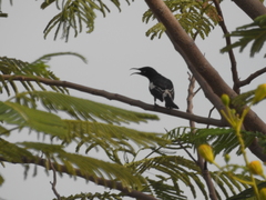 Certhionyx variegatus
