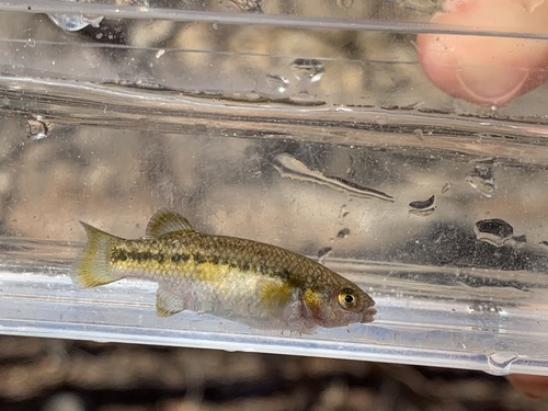 Railroad Valley springfish (Crenichthys nevadae) — Goodeidae — 3