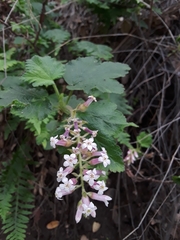 Ribes malvaceum viridifolium