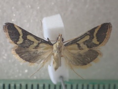 Metallarcha thiophara