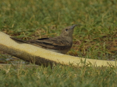 Certhionyx variegatus