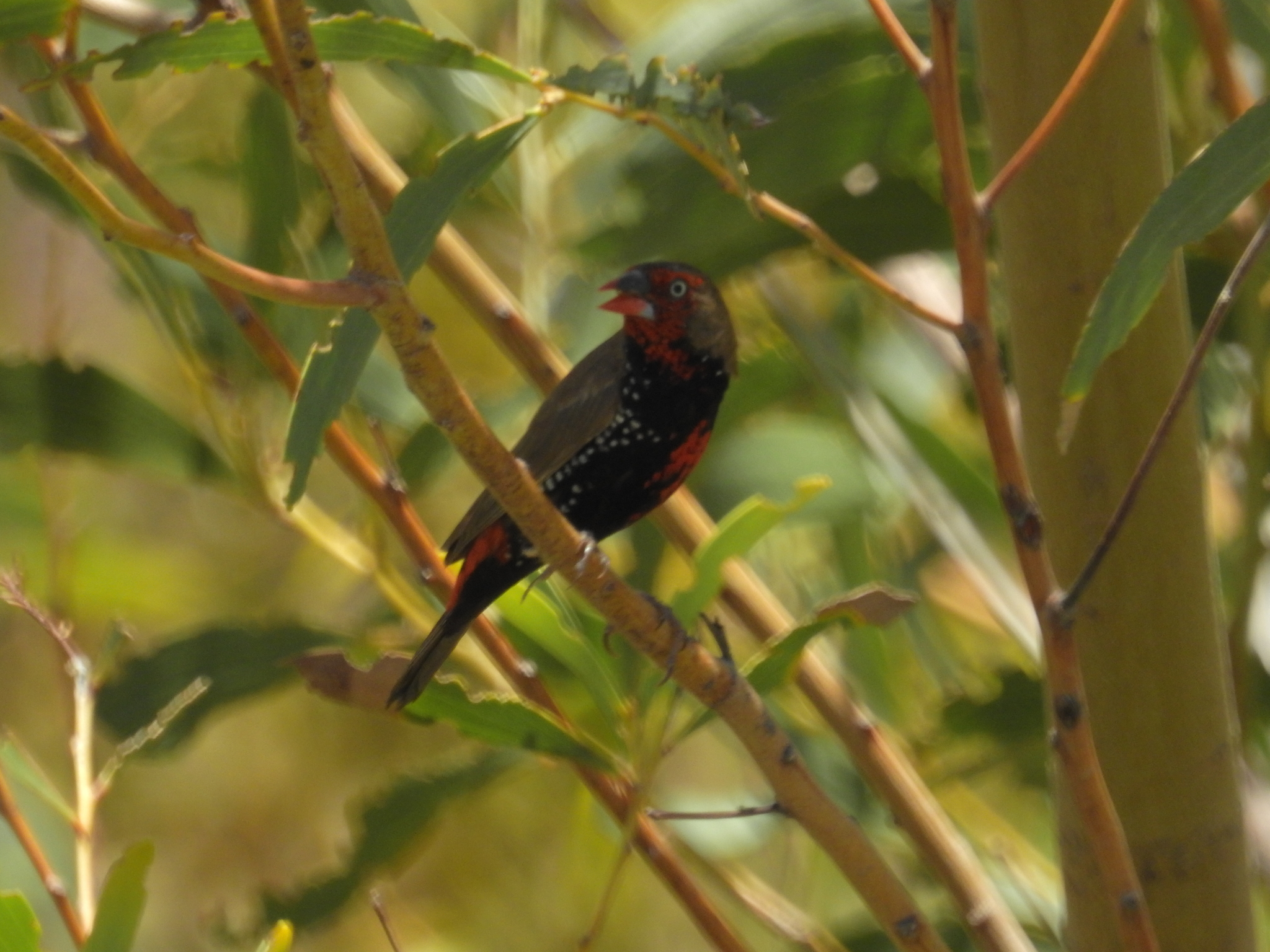 Painted Firetail illustration