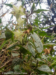 Jaltomata viridiflora