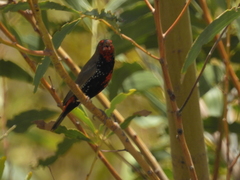 Emblema pictum