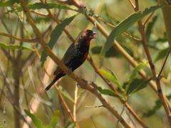 Emblema pictum
