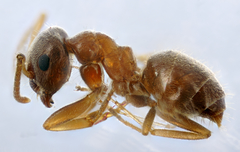 Lasius neglectus