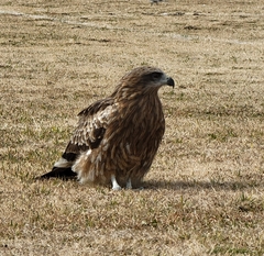 Milvus migrans lineatus