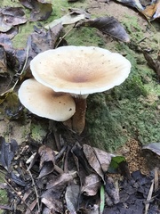 Phylloporus luxiensis