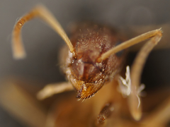 Lasius neglectus