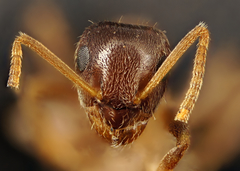 Lasius neglectus