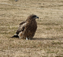 Milvus migrans lineatus