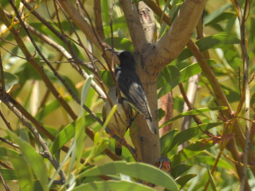 Black Honeyeater (Sugomel nigrum), photo 3