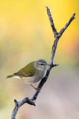 Leiothlypis peregrina