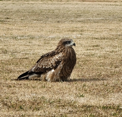Milvus migrans lineatus