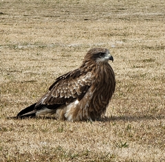 Milvus migrans lineatus