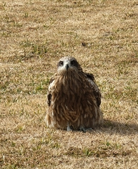 Milvus migrans lineatus