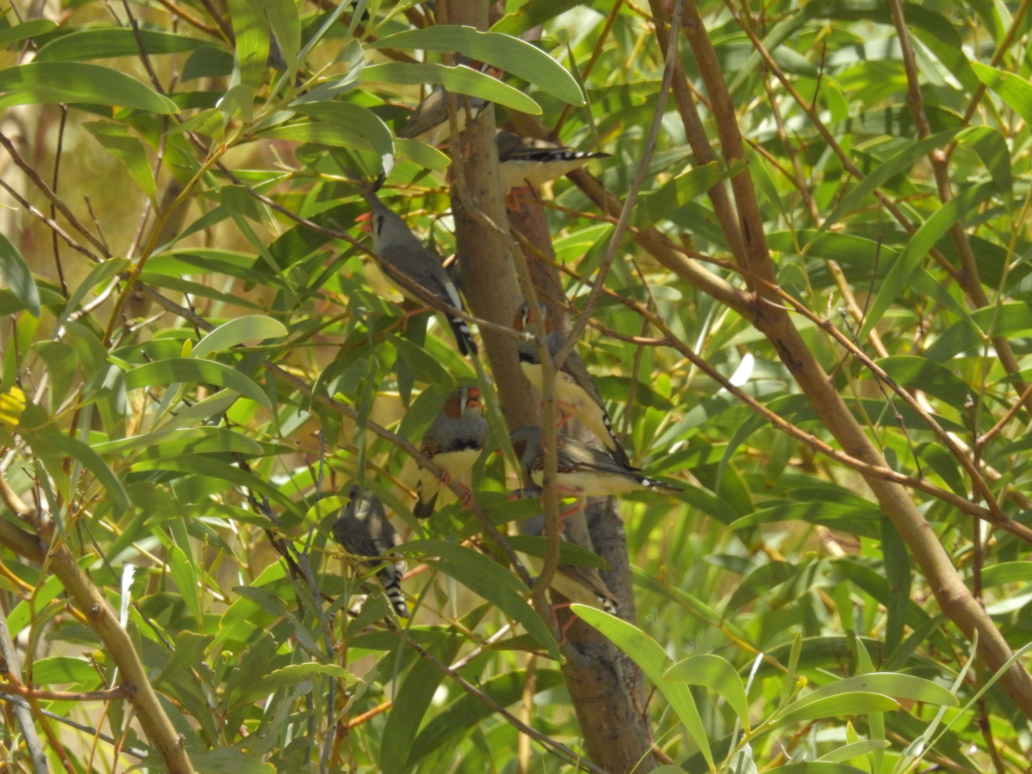 Zebra Finch