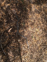 Liophidium vaillanti