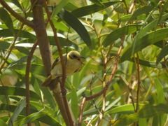 Ptilotula plumula