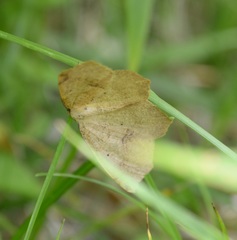 Antepione thisoaria