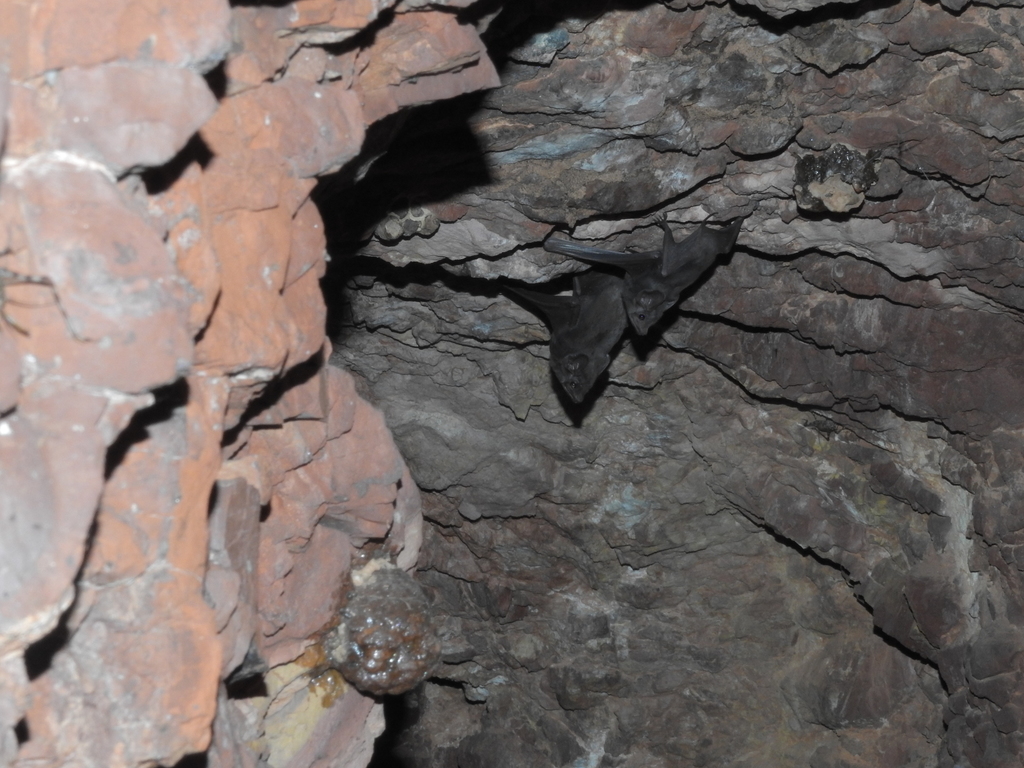 Hill's Sheath-tailed Bat