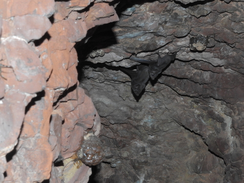 Hill's Sheath-tailed Bat